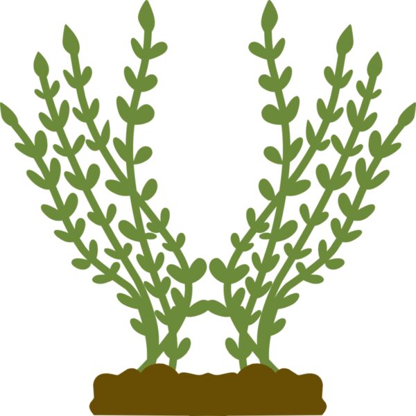 Plants 4 Thumbnail